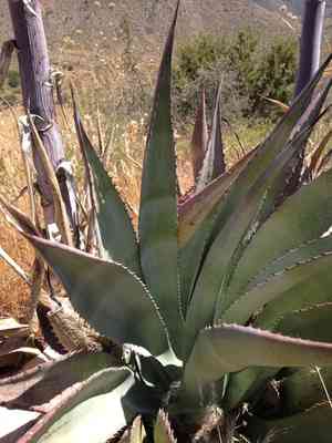 Tonto basin century plant(Agave delamateri)