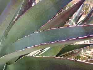 Tonto basin century plant(Agave delamateri)