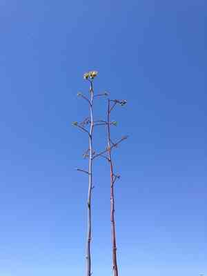 Tonto basin century plant(Agave delamateri)