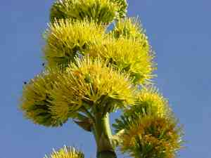 Simple desert agave(Agave deserti)