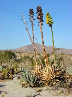 Simple desert agave(Agave deserti)