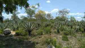 Henequen(Agave fourcroydes)