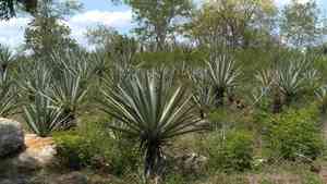 Henequen(Agave fourcroydes)