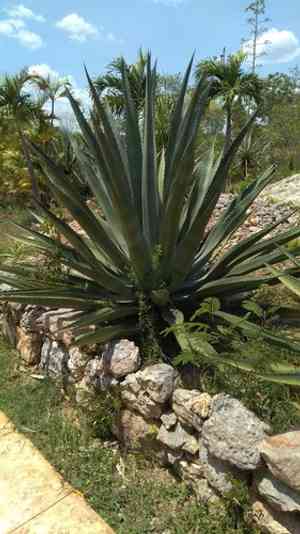 Henequen(Agave fourcroydes)