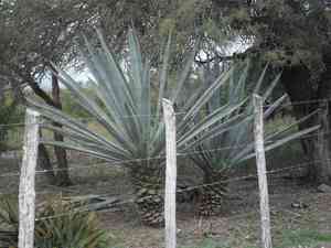 Henequen(Agave fourcroydes)