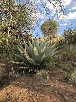 Havard's century plant(Agave havardiana)