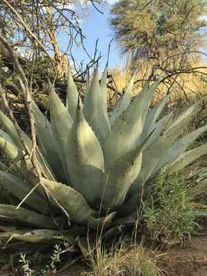 Havard's century plant(Agave havardiana)