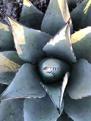 Havard's century plant(Agave havardiana)