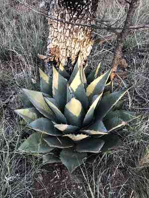 Havard's century plant(Agave havardiana)