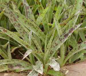 Spice lily(Agave maculata)
