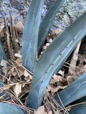 Agave mckelveyana(Agave mckelveyana)