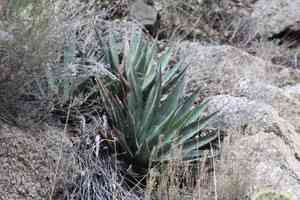 Agave mckelveyana(Agave mckelveyana)