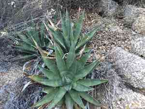 Agave mckelveyana(Agave mckelveyana)