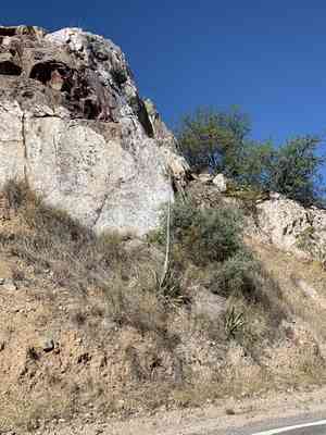 Palmer's century plant(Agave palmeri)