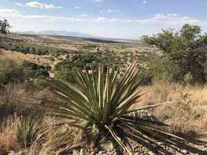 Palmer's century plant(Agave palmeri)