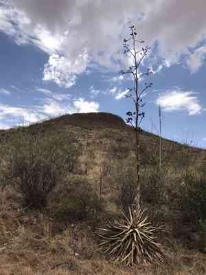 Palmer's century plant(Agave palmeri)