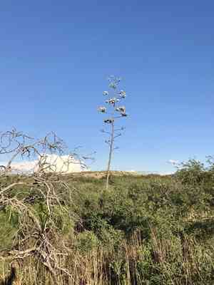 Palmer's century plant(Agave palmeri)