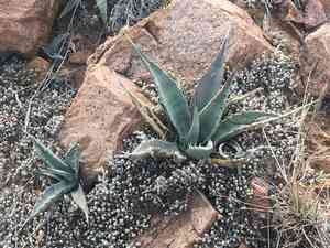 Parry's Agave(Agave parryi)