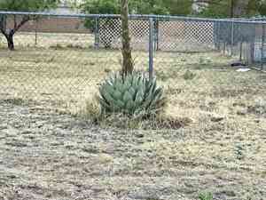 Parry's Agave(Agave parryi)