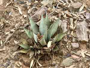 Parry's Agave(Agave parryi)