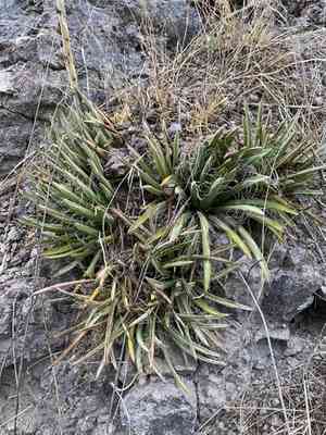 Small flower century plant(Agave parviflora)