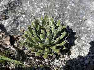Small flower century plant(Agave parviflora)