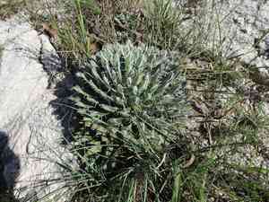 Small flower century plant(Agave parviflora)