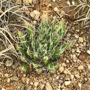 Small flower century plant(Agave parviflora)