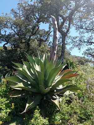 Agave salmiana(Agave salmiana)