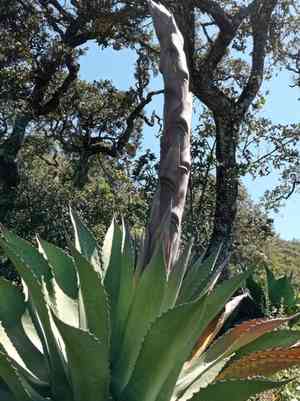 Agave salmiana(Agave salmiana)