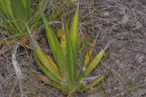 Mckelvey's century plant(Agave univittata)