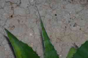 Mckelvey's century plant(Agave univittata)