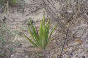 Mckelvey's century plant(Agave univittata)
