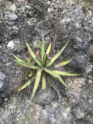 Mckelvey's century plant(Agave univittata)