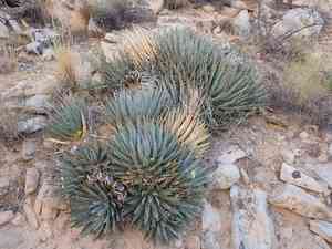 Yant(Agave utahensis)