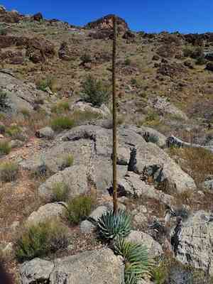 Yant(Agave utahensis)