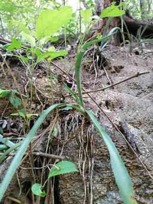 Century plant(Agave vivipara)