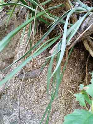 Century plant(Agave vivipara)
