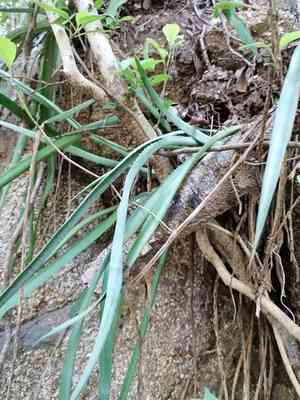 Century plant(Agave vivipara)