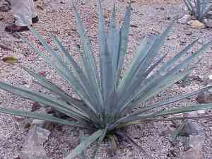 Agaves (Agave)(Agave)