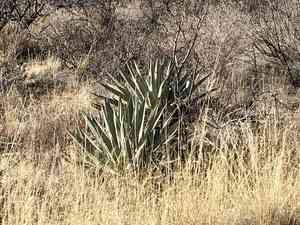 Agaves (Agave)(Agave)