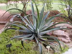 Agaves (Agave)(Agave)