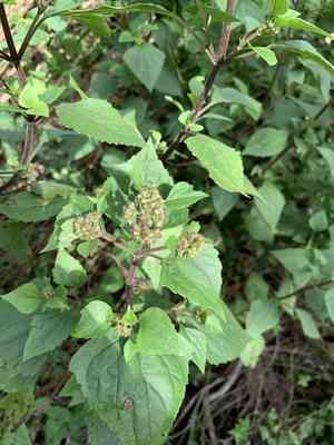 Crofton weed(Ageratina adenophora)