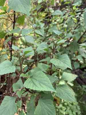 Crofton weed(Ageratina adenophora)