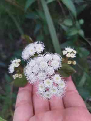 Crofton weed(Ageratina adenophora)