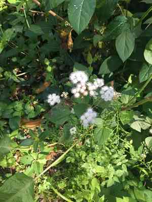 Crofton weed(Ageratina adenophora)