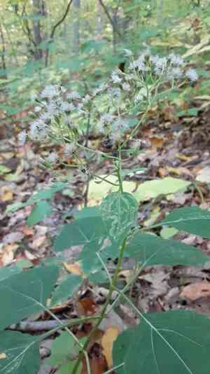 White snakeroot(Ageratina altissima)