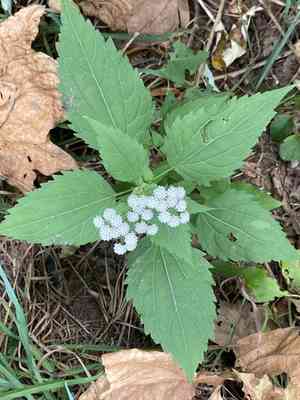 White snakeroot(Ageratina altissima)