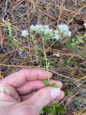 Lesser snakeroot(Ageratina aromatica)