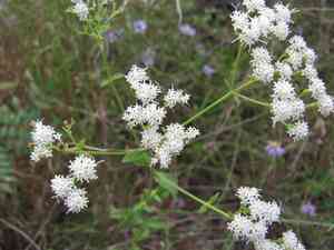 Lesser snakeroot(Ageratina aromatica)